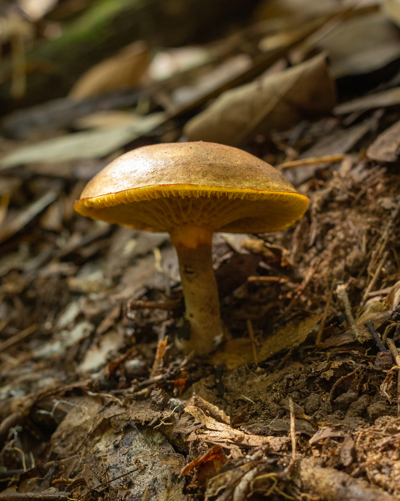 Boletinellus rompelii · October 2022 · photo: © deniszabin (iNaturalist, cc-by)