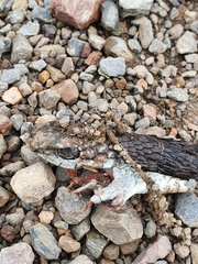 Dispholidus typus typus