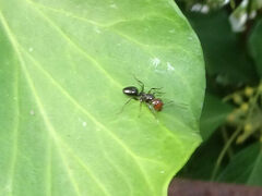 Camponotus lateralis