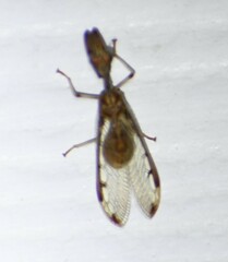 Dicromantispa interrupta