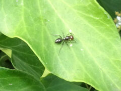 Camponotus lateralis