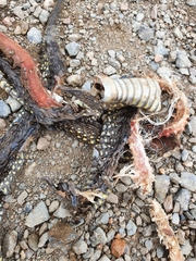 Dispholidus typus typus