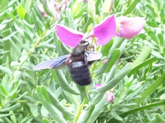 Xylocopa