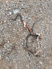 Dispholidus typus typus