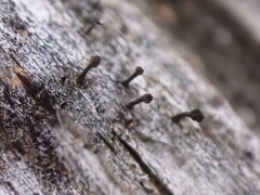 Caliciaceae