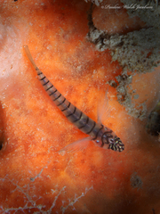 Tigrigobius macrodon