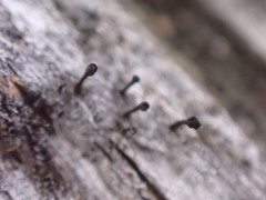 Caliciaceae