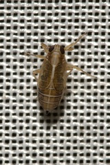 Dicranotropis hamata