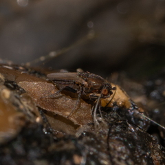 Coproica ferruginata