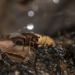 Coproica ferruginata