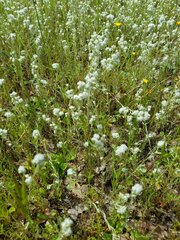 Micropus californicus