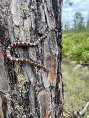 Pantherophis guttatus