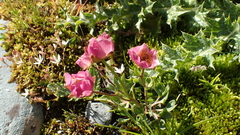 Ranunculus glacialis