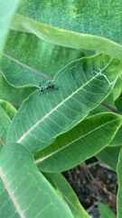 Taeniaptera trivittata