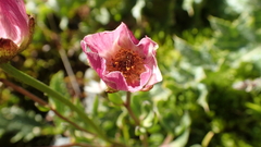 Ranunculus glacialis