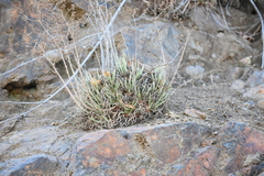 Dudleya edulis