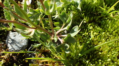 Ranunculus glacialis