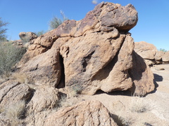 Aristida adscensionis