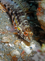 Serranus baldwini