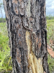 Pantherophis guttatus