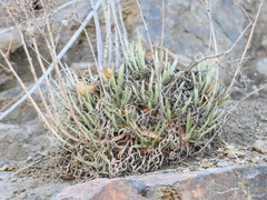 Dudleya edulis
