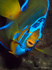 Holacanthus ciliaris