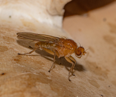 Suillia laevis