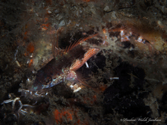 Malacoctenus triangulatus