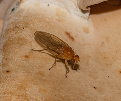 Suillia laevis