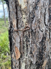 Pantherophis guttatus