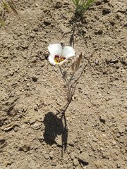 Calochortus bruneaunis