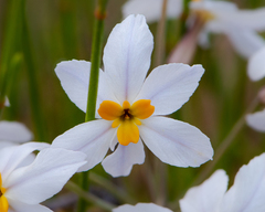 Leucocoryne coronata