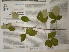 Rubus ulmifolius