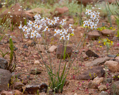 Leucocoryne coronata