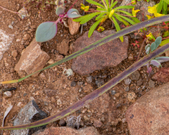 Leucocoryne coronata