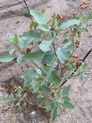 Nicotiana glauca