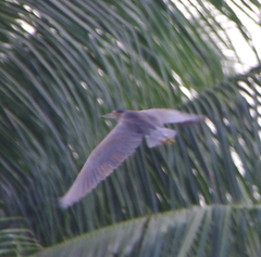 Nycticorax caledonicus