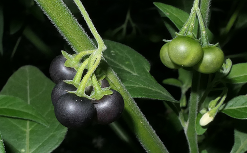 tall nightshade