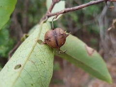 Sclerocroton melanostictus image