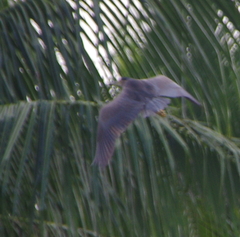 Nycticorax caledonicus