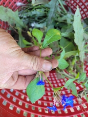 Ceratostigma plumbaginoides