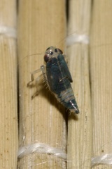 Macrosteles variatus