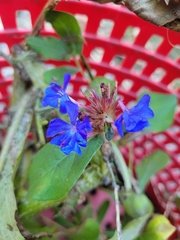 Ceratostigma plumbaginoides