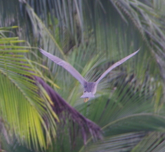 Nycticorax caledonicus