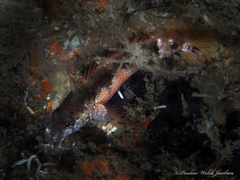 Malacoctenus triangulatus