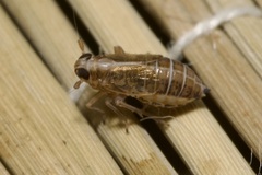 Dicranotropis hamata