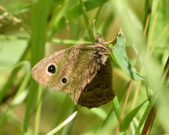 Cercyonis oetus