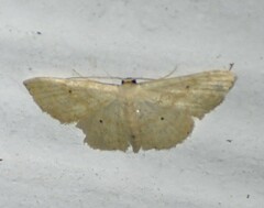 Scopula benitaria