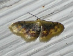 Idaea scintillularia