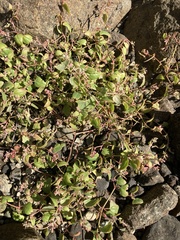 Atriplex prostrata